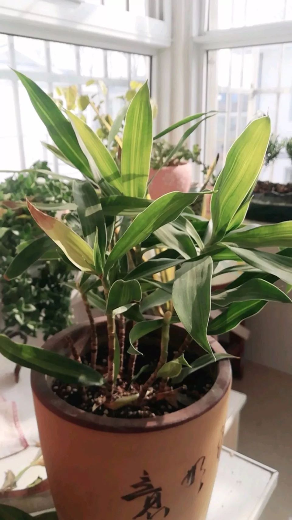 菜叶发黄是什么原因怎么防治（植物叶子发黄的七个原因）