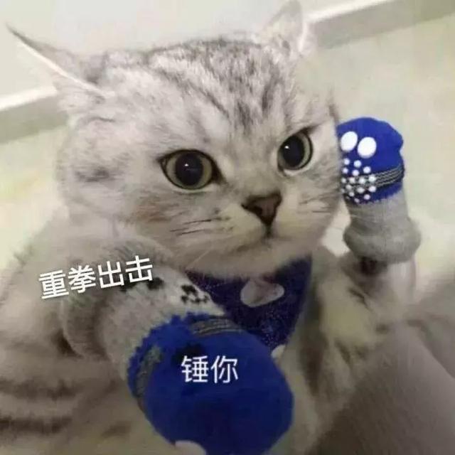 猫咪斗图表情包合集｜看我这六块腹肌，就知道你打不过我