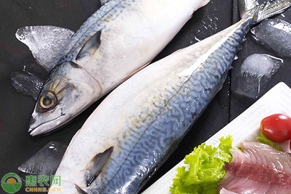 目前刺鲅鱼市场价多少钱一斤？刺鲅鱼与青鱼的区别