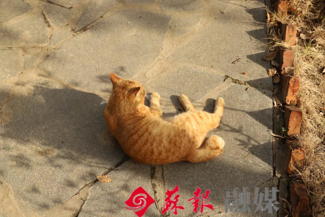 假期余额不足，苏州还有这十处美景值得打卡
