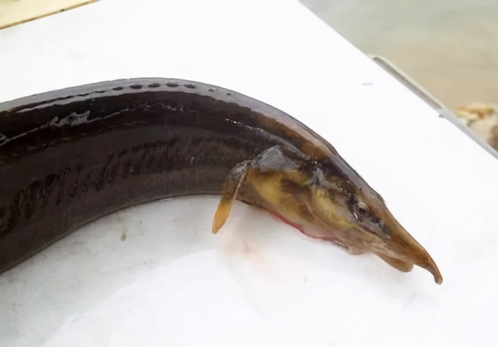 刺鱼图片(农村有一种背上带刺的鱼) - 赤虎壹号