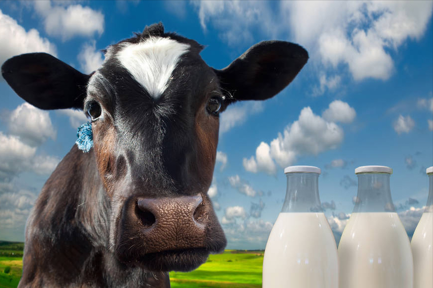 纯牛奶什么牌子好最好，纯牛奶选择的8个品牌？