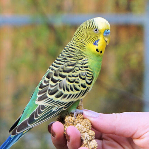 我们家庭中作为观赏鸟的鹦鹉,小型鹦鹉以牡丹,玄凤,虎皮鹦鹉居多,中