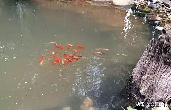 院子里应该有个小池塘，没有就自己动手挖个！（附实际操作图）