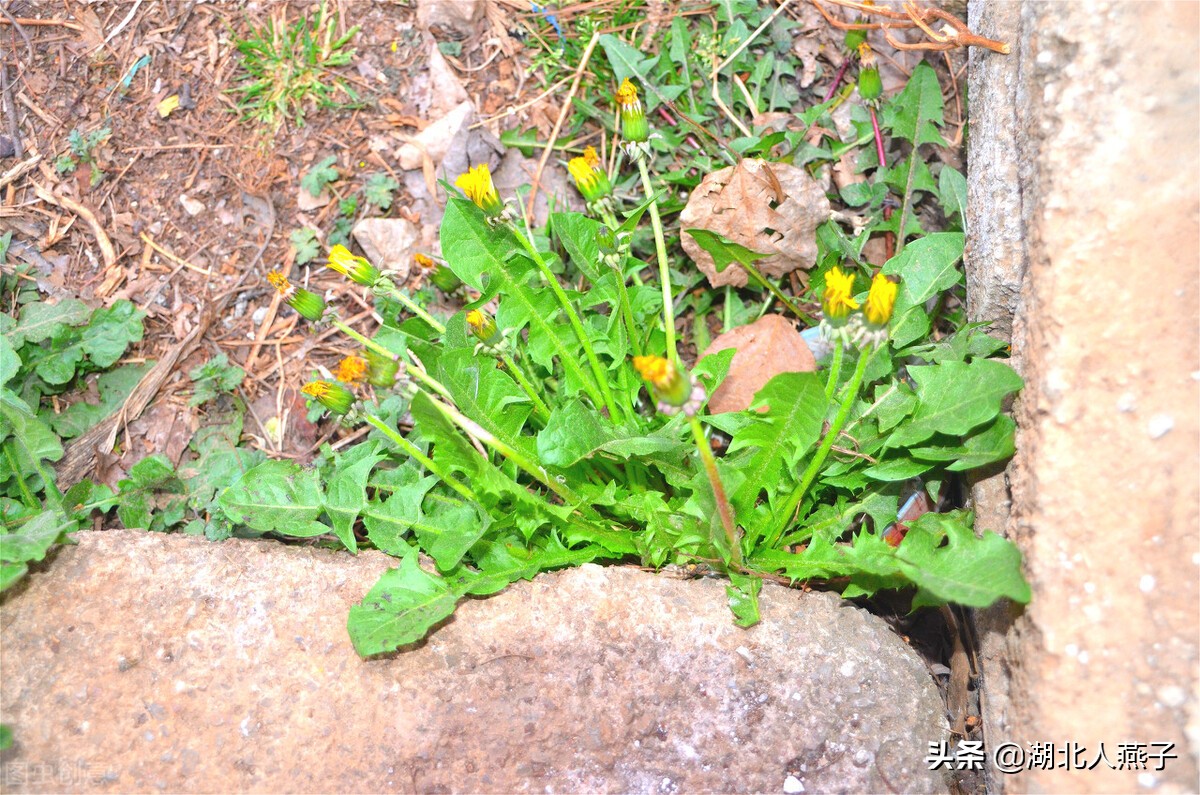 农村能吃的野菜100种大全(教你认识100种野菜和吃法)