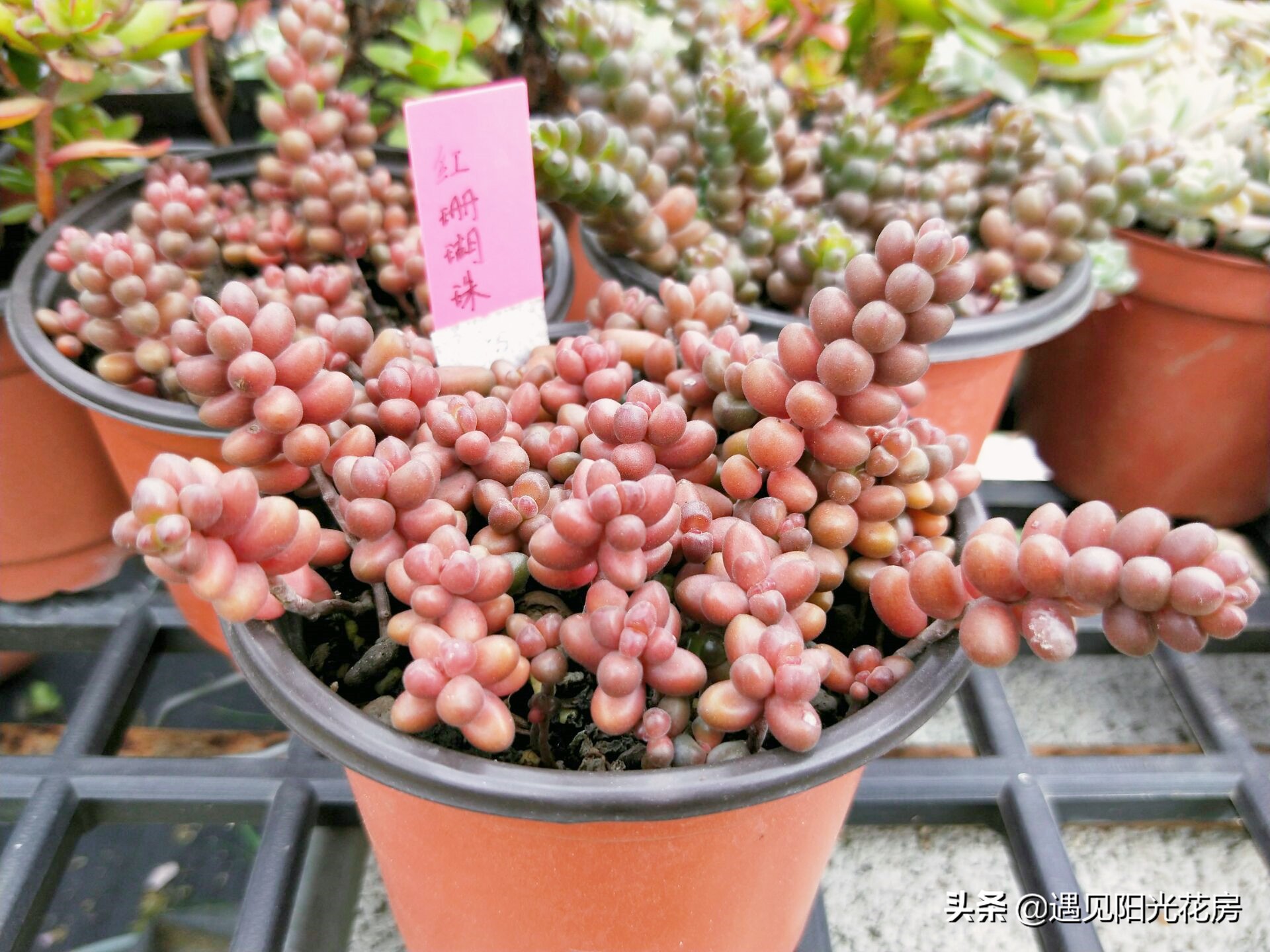 多肉"珊瑚珠",颗颗圆润红透光,形象的"红宝石手链"!