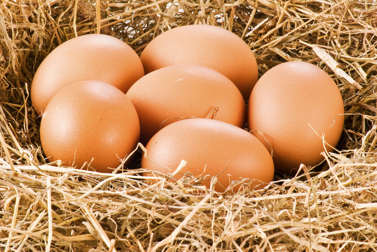 中国首个畜牧期货是什么？鲜鸡蛋期货交易手续费是多少钱？