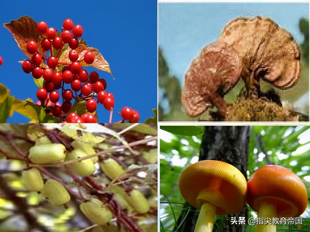 三年级《美丽的小兴安岭》考点太经典，提高阅读能力，先学好这篇