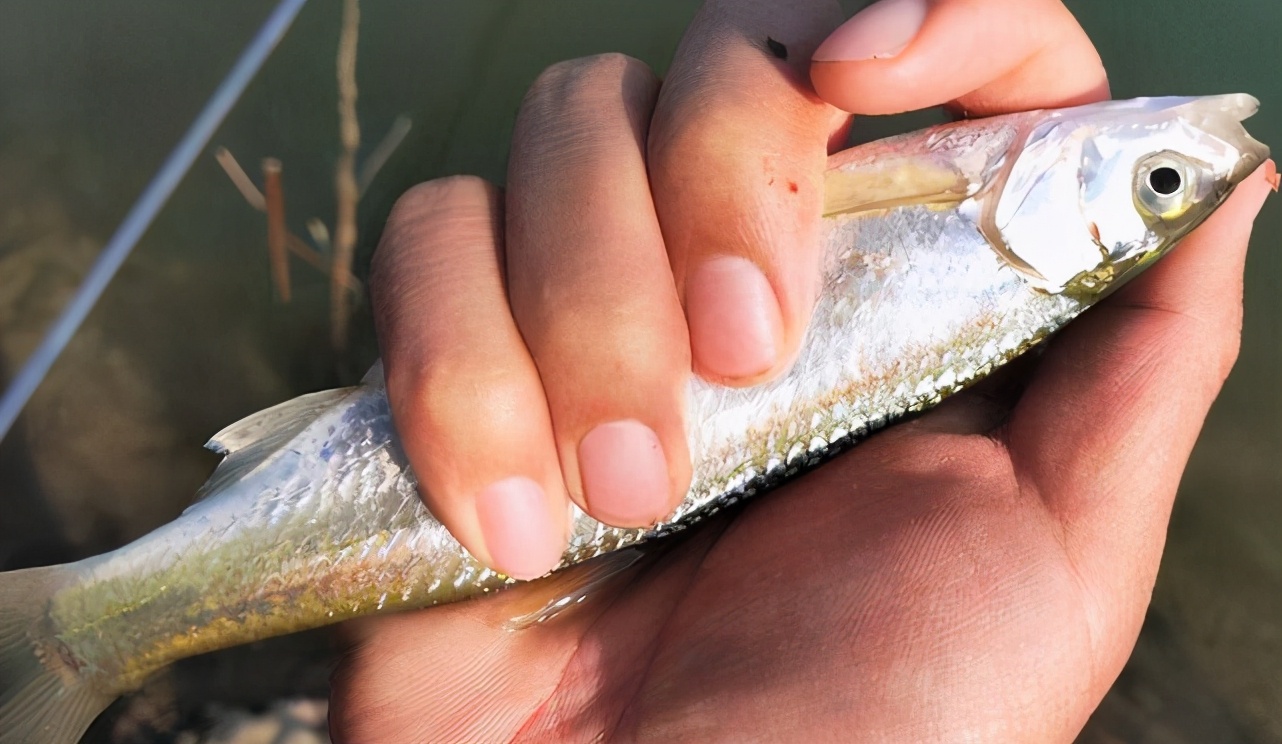 白条碰到食物就会蜂拥而至进行疯抢,你争我夺,浮漂上的反应是上下跳动