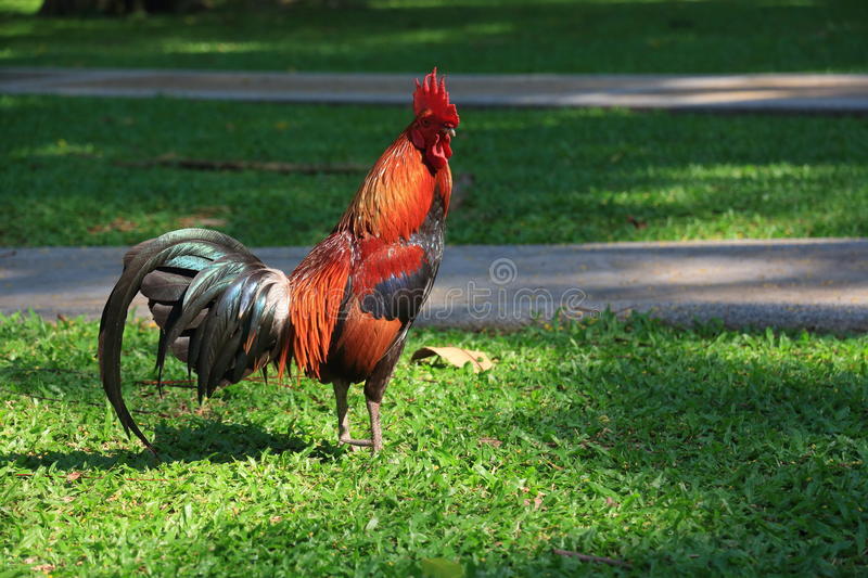 公雞為什么早上會打鳴,公雞為什么早上會打鳴黃段子