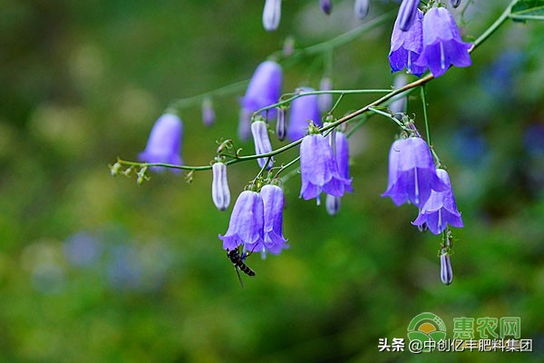 风铃草的花语是什么（风铃草的4个养护要点）