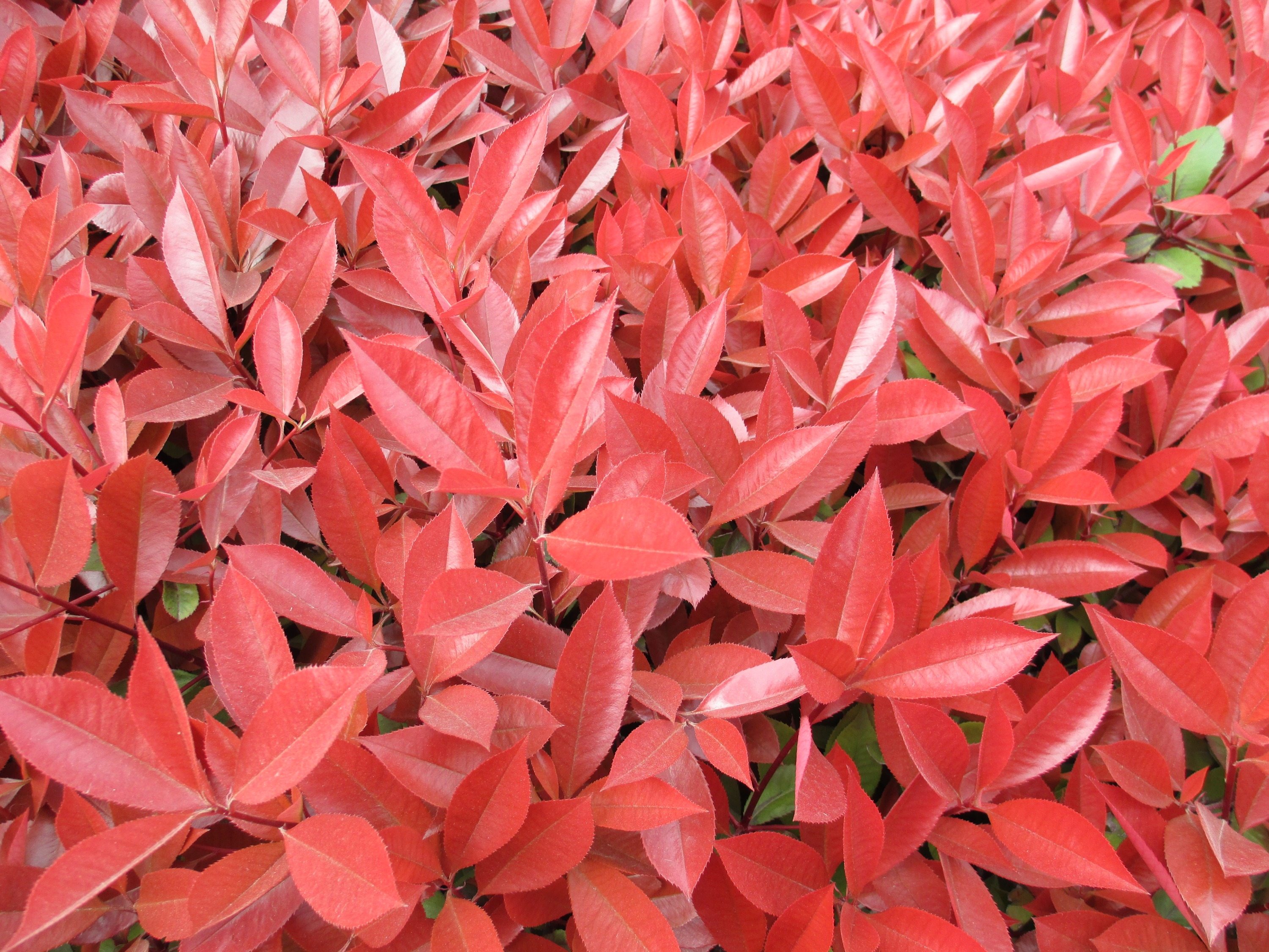 开花有生命味道的石楠花，为什么被绿化者青睐，4个原因算是解释