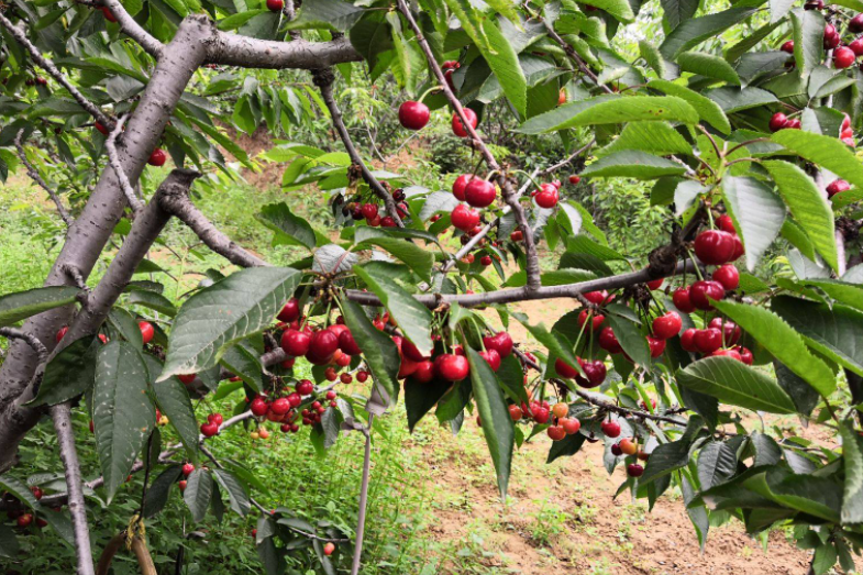 樱桃产地樱桃产地在我国哪里
