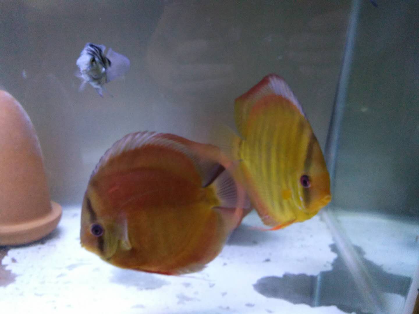 给鱼缸更换陶粒这可是个大工程，如何做到水质快速澄清？