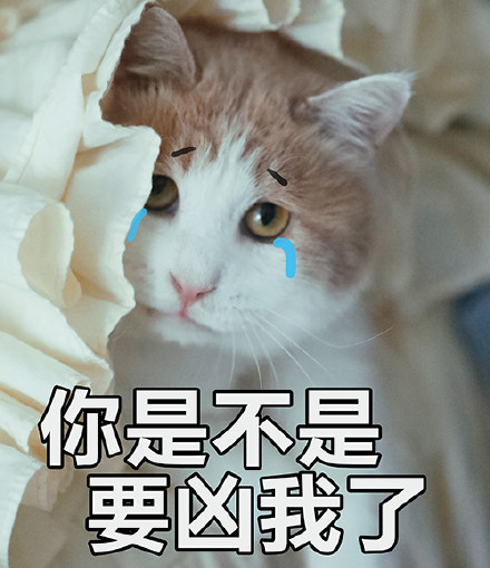 猫咪表情包｜没人疼，没人爱，我是地里的小白菜