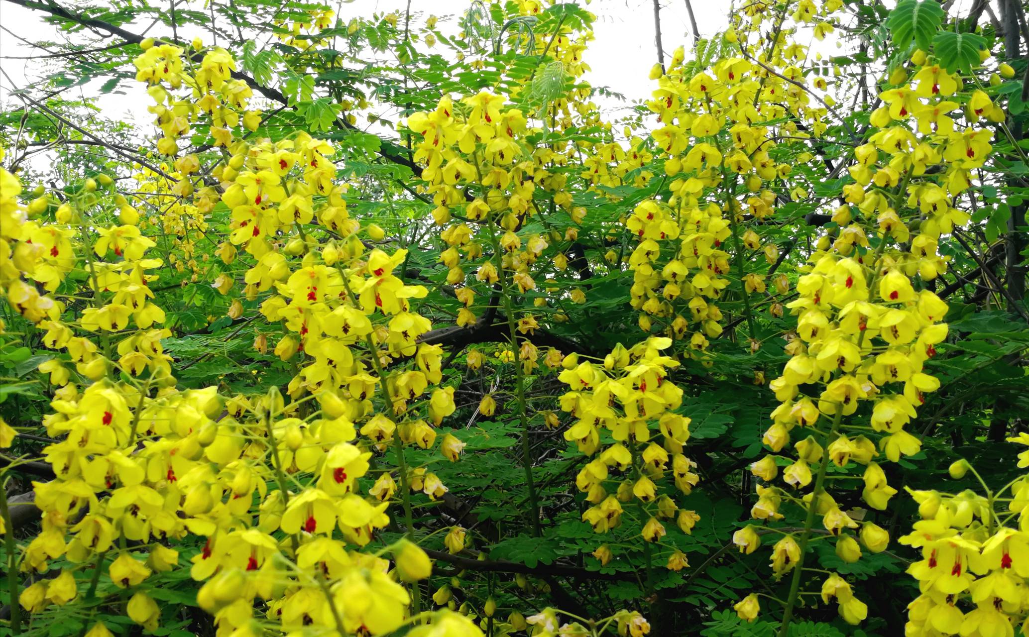 云实树的药用价值(云实树的主要特征介绍)