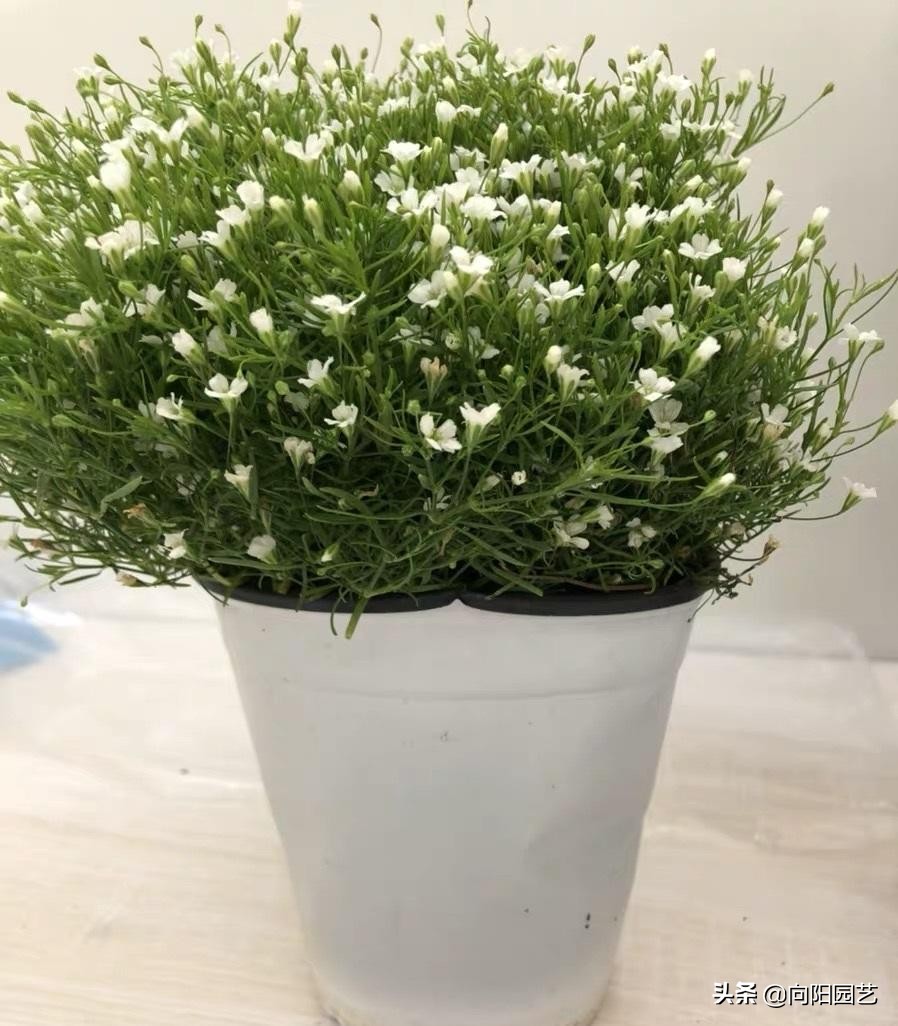 多肉满天星怎么养正确方法图文