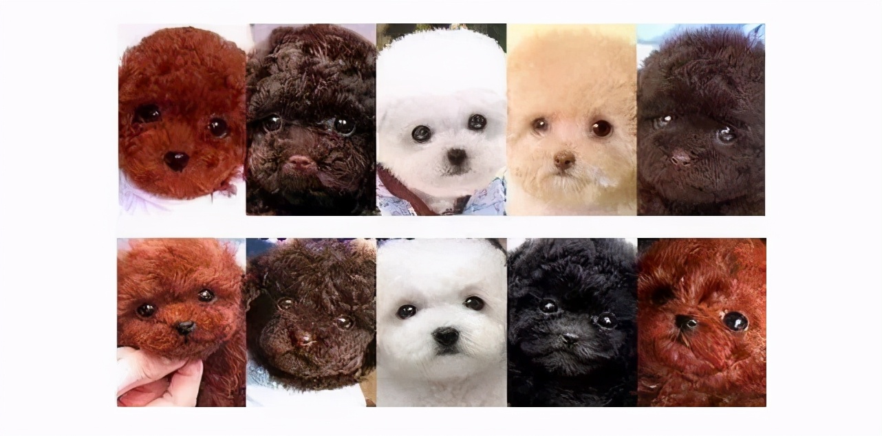 泰迪犬颜色这么多，最多人养的5种，你家上榜了吗？
