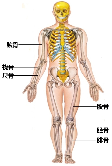 如何使用“骨骼”推算身高？