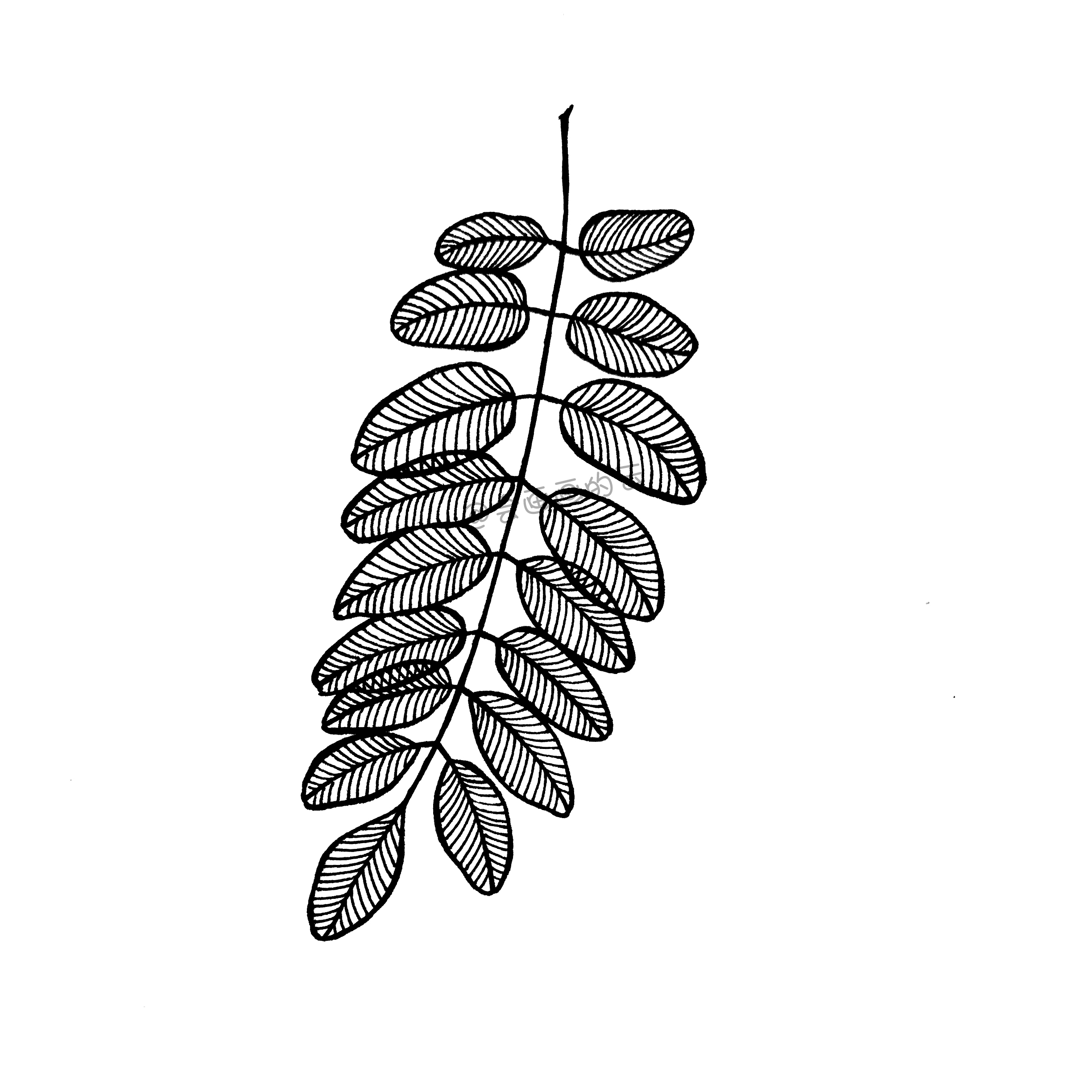 一支笔就可以画的简笔画,6款叶子带你进入线描世界