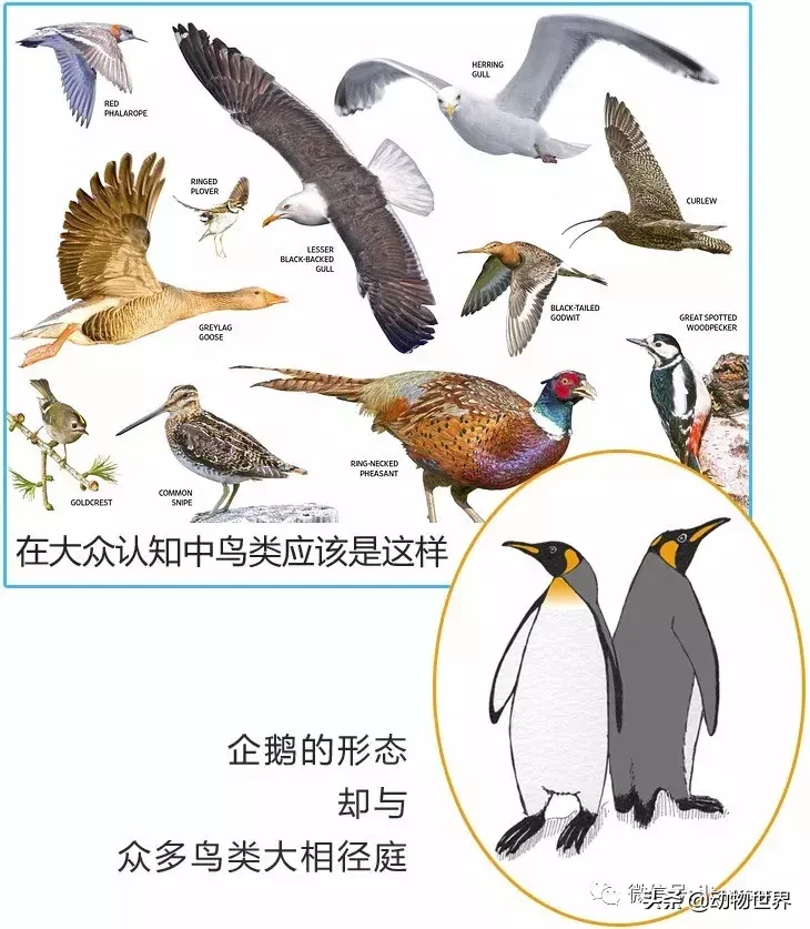 企鹅是鸟吗（带你了解世界上的18种企鹅）