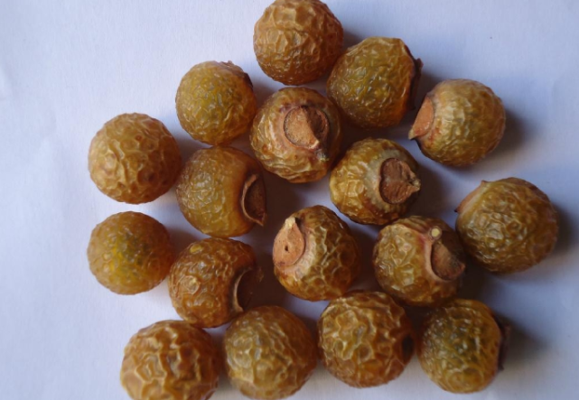 鬼见愁树图片(长得像桂圆) - 赤虎壹号