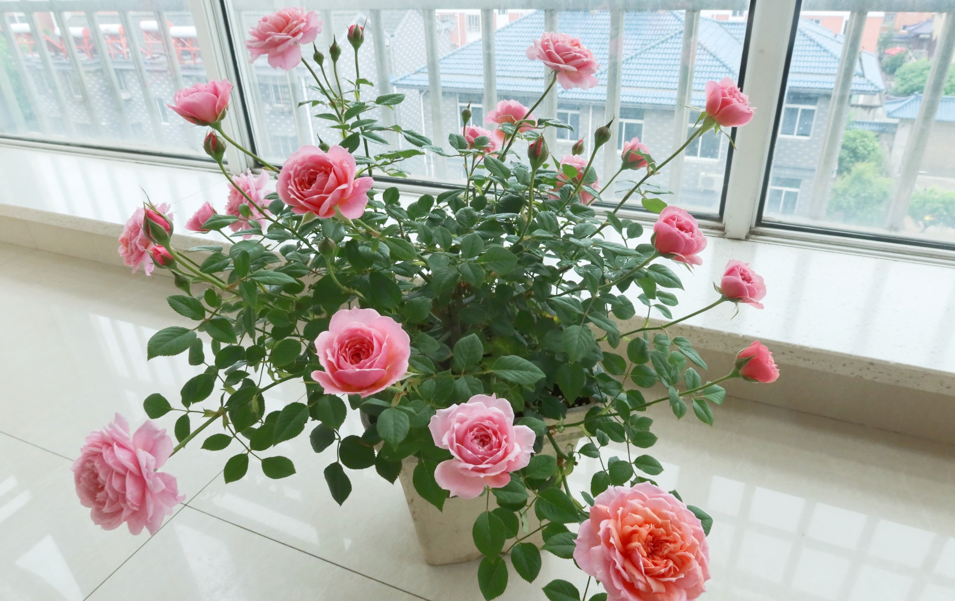 很省心,选择疏松,肥沃,排水快的园艺土壤,5号爱丽丝盆及以上就可以了