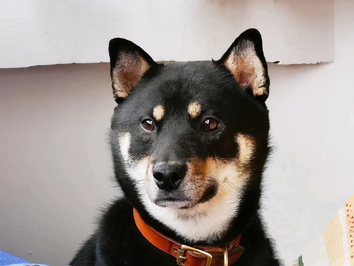 眼睛上会有两个黄斑,大家常说的"四眼狗"值得就是苏犬11