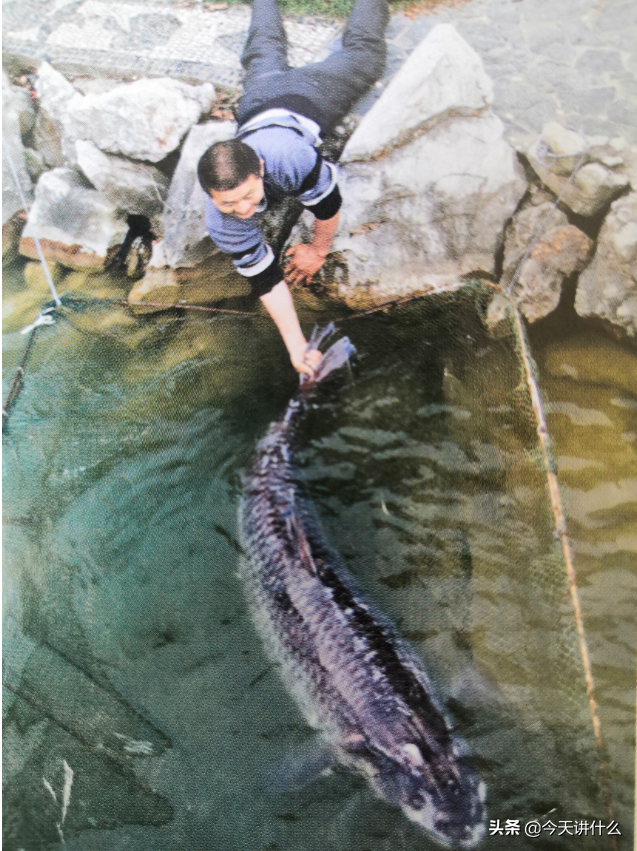 科普一下五種你常吃的鯉科魚類 4 青魚 天天看點