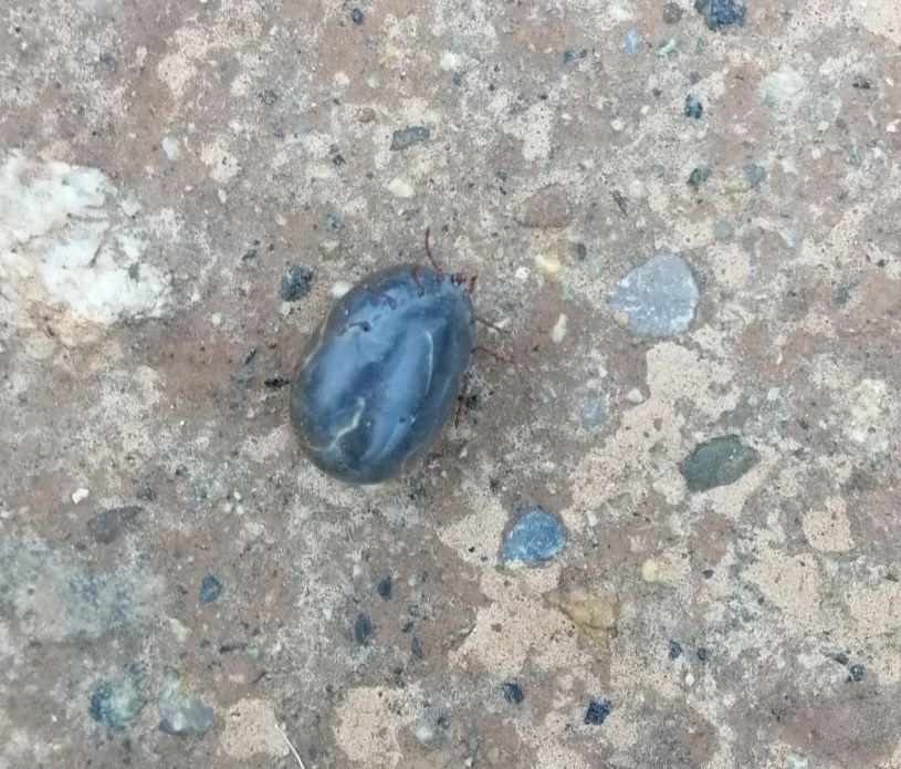 狗身上蜱虫(在狗身上发现蜱虫，差点被自己的无知吓死了)