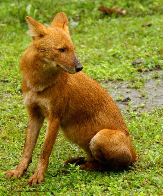 沈石溪小说《混血豺王》告诉我们什么叫名正言顺,人设很重要