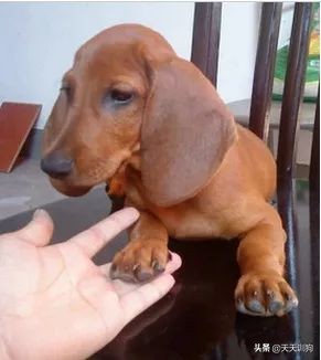 打猎什么狗嗅觉最好！十大优秀嗅觉猎犬