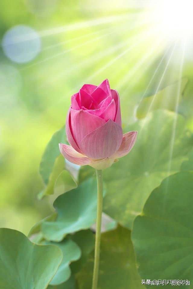 七佛译师两次“破戒”娶妻，因正史记载而扑朔迷离，今有望澄清