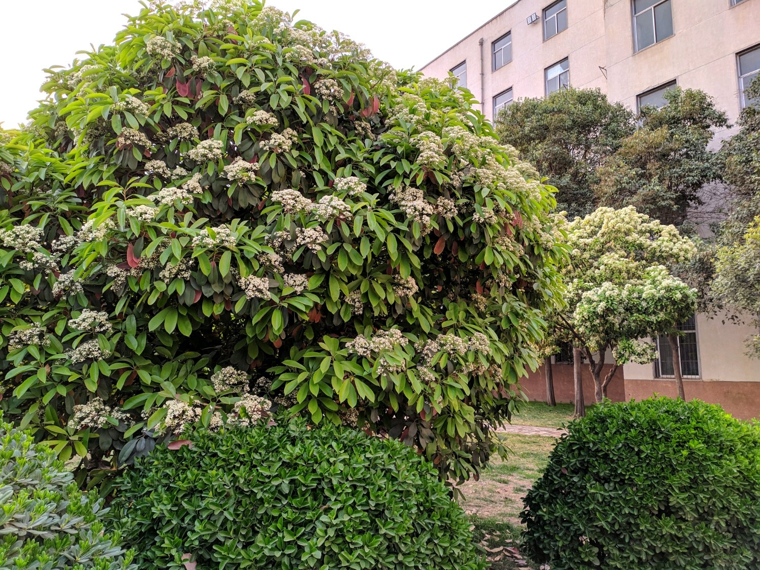开花有生命味道的石楠花，为什么被绿化者青睐，4个原因算是解释