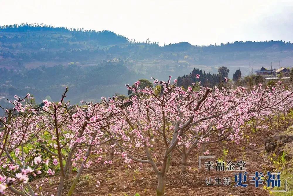 成都1.5h刹拢幽静山野，赏梨花、油菜花、桃花…不收门票