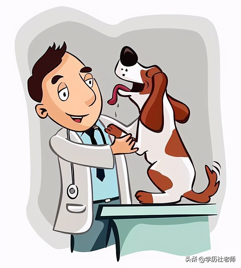 哪些专业可以考执业兽医师资格证？你符合条件吗？