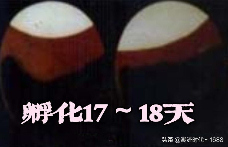 怎么孵化小鸡