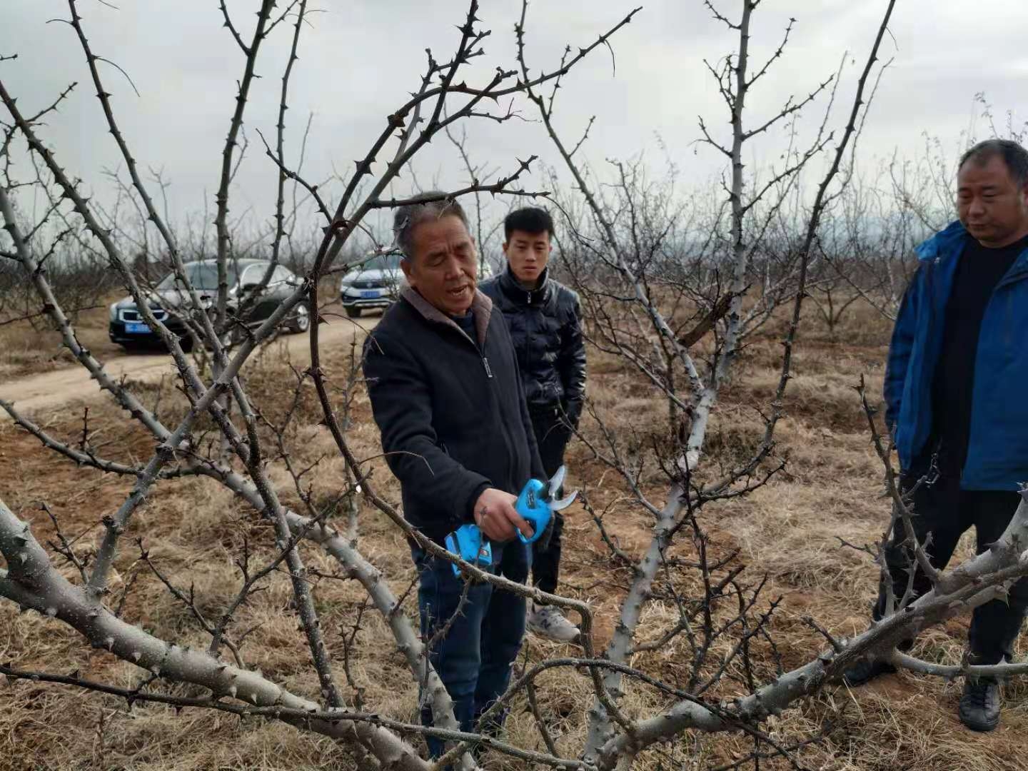 花椒树几月份发芽（细谈花椒树的生长习性规律）