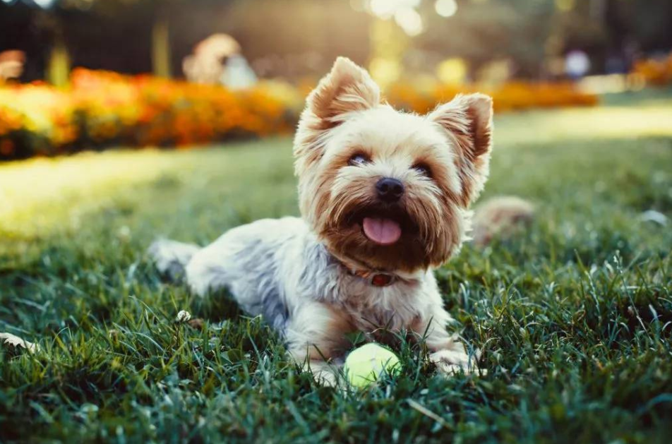 十大适合家养的小型犬，你最喜欢哪一种？