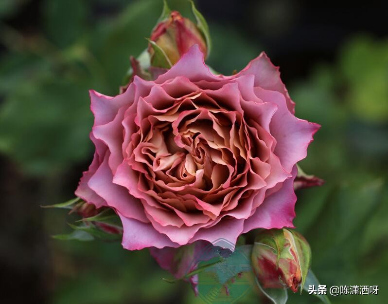 月季花期多久时间（揭秘单花期最长的月季品种）