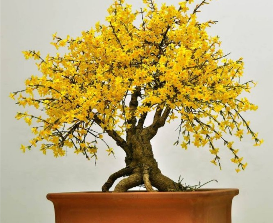 野外迎春做盆景,上盆养桩要注意这些细节,才能提高成活率