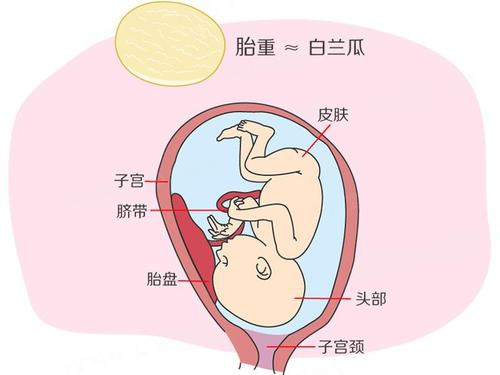 怀孕36周时胎儿和孕妈的变化有哪些？