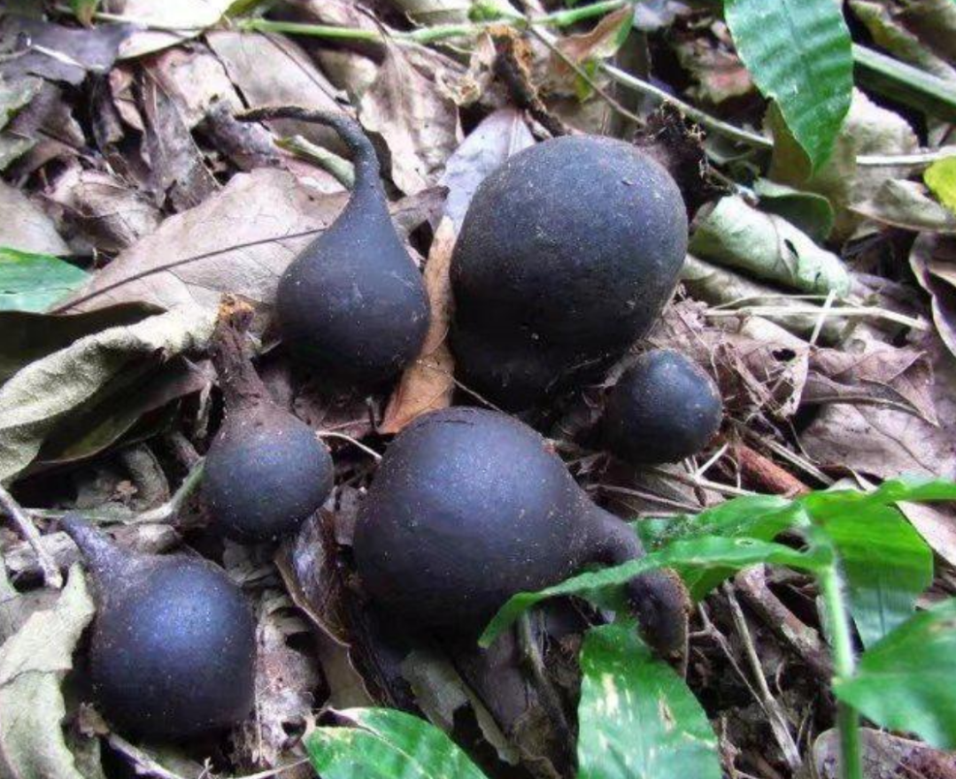 黑柄炭角菌:生于白蚁穴贵过黄金,人们挖到都不愿全卖,有何特殊