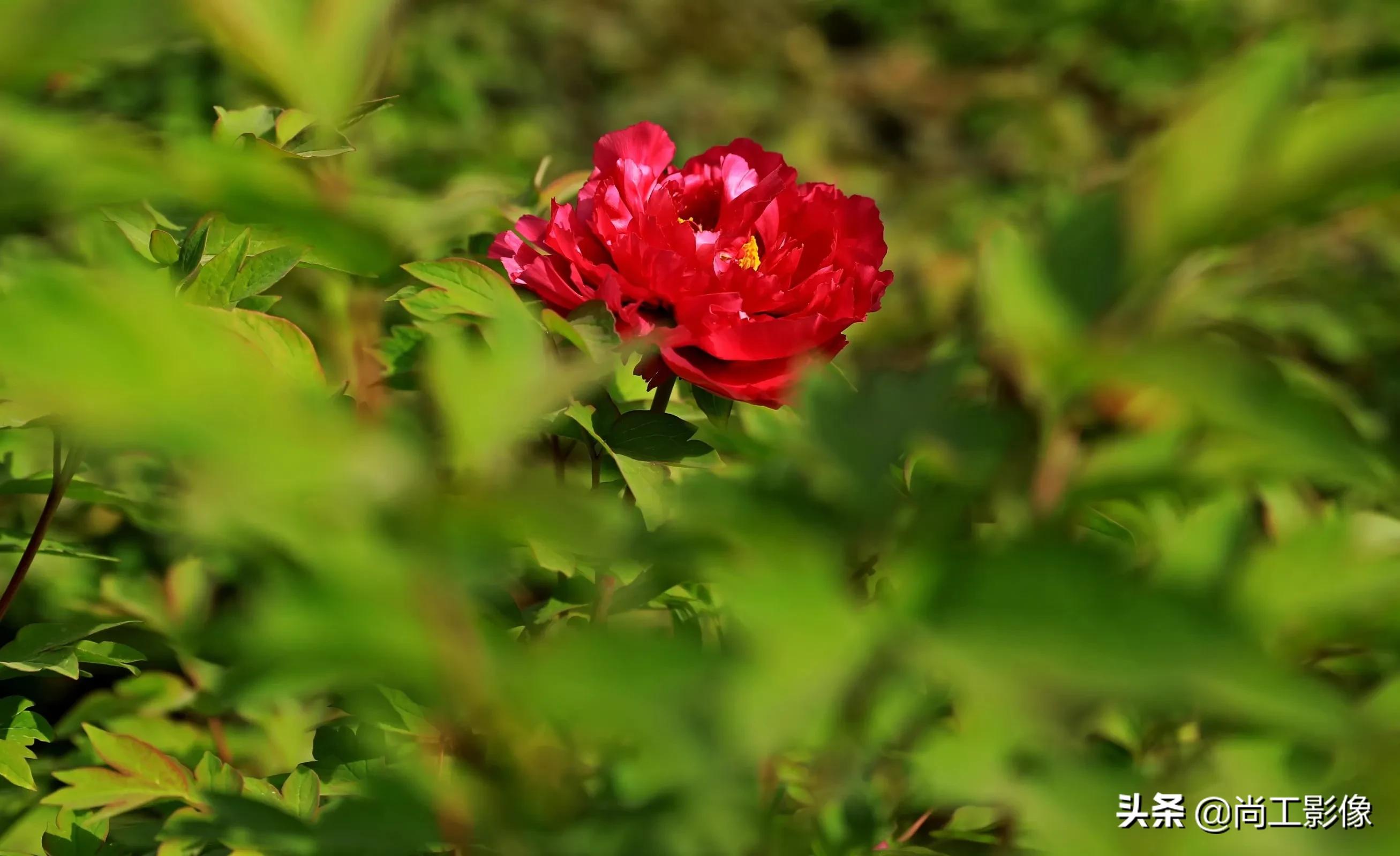 惟有牡丹真国色，花开时节惹人醉