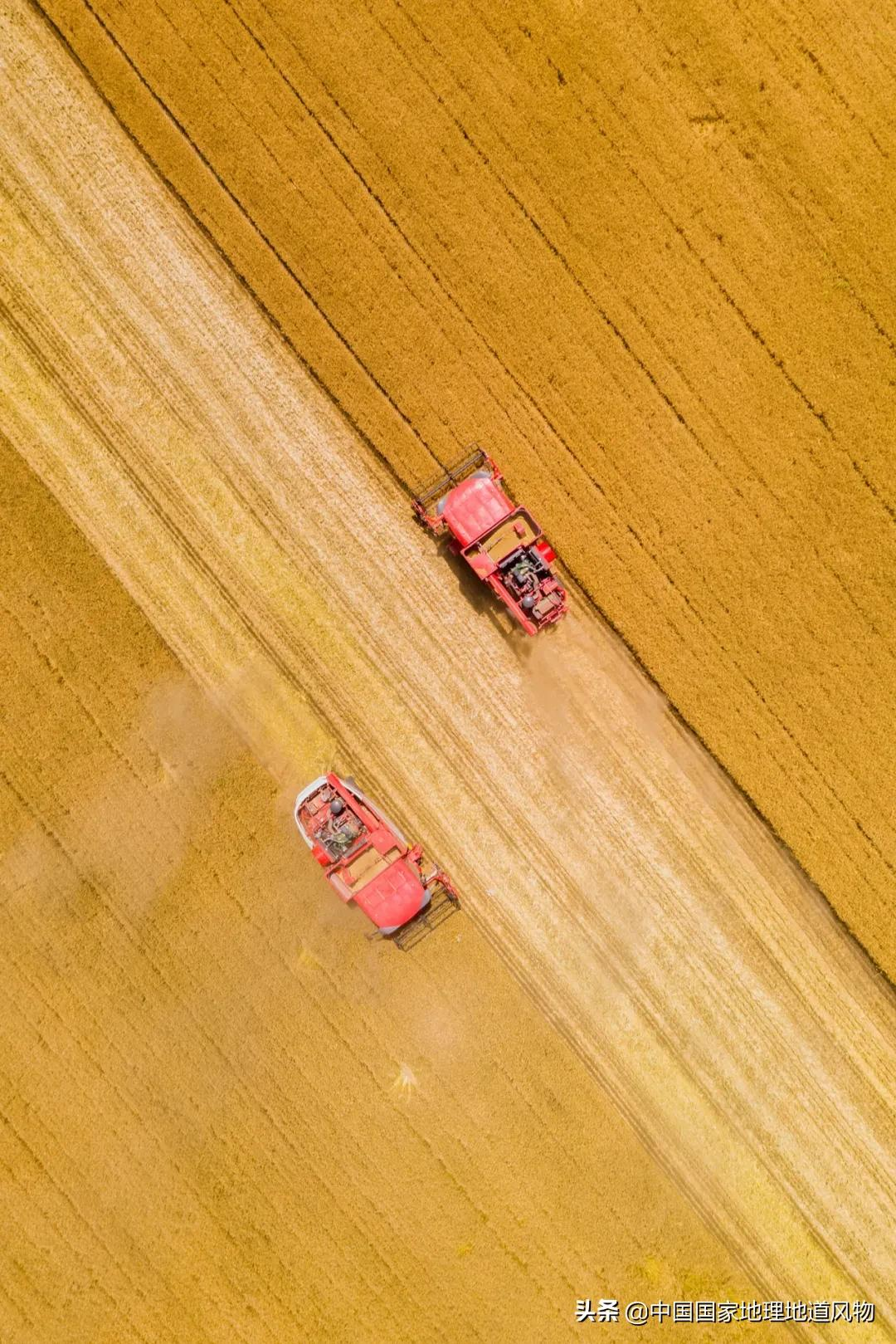 想不到！一粒小麦竟这样改变了中国