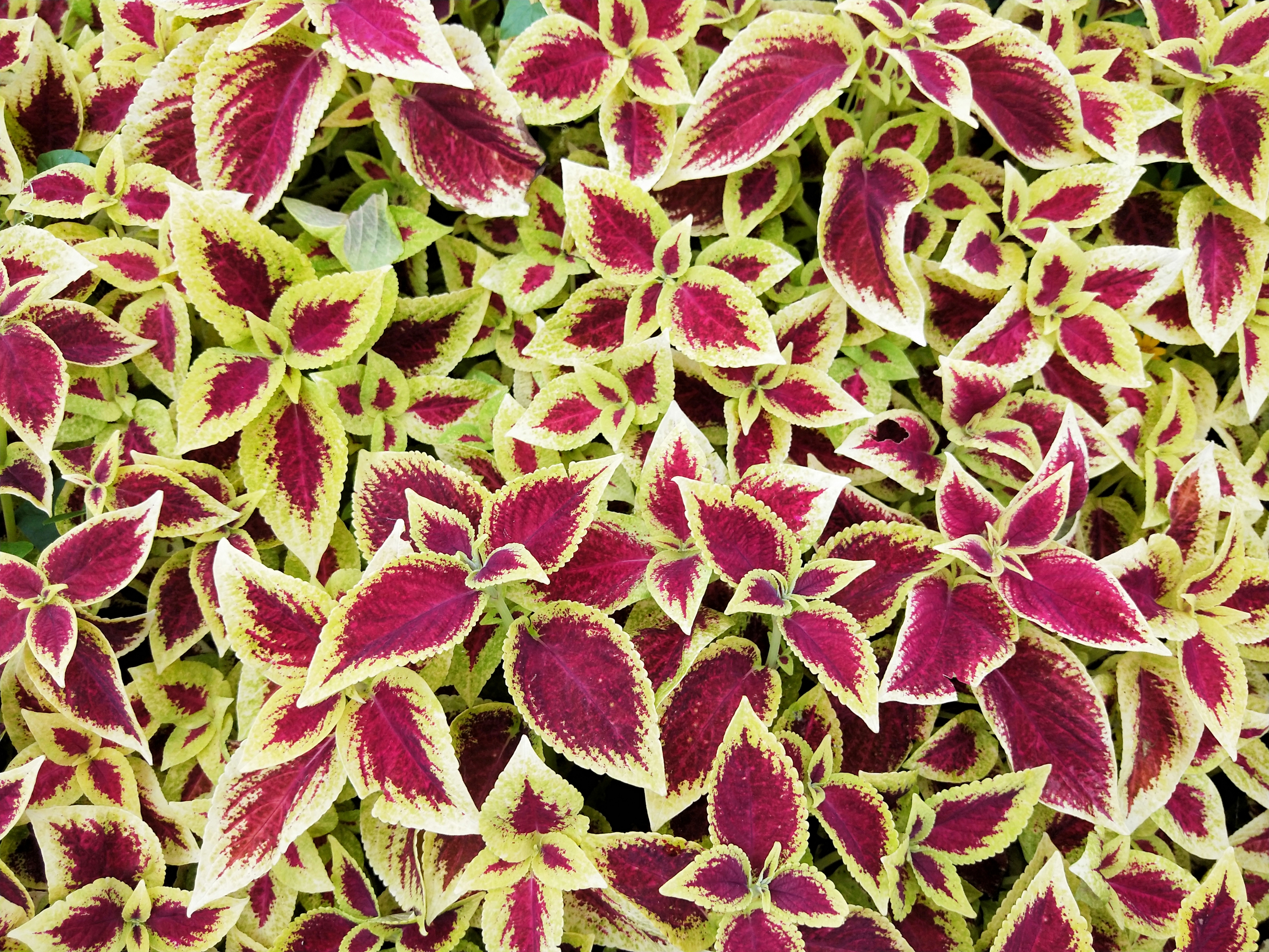 艳丽的五彩苏,万紫千红,瑰丽多彩