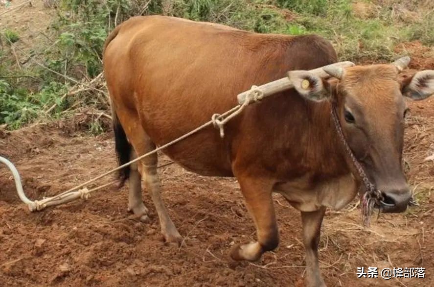 什么是黄牛党（水牛力气比黄牛大）