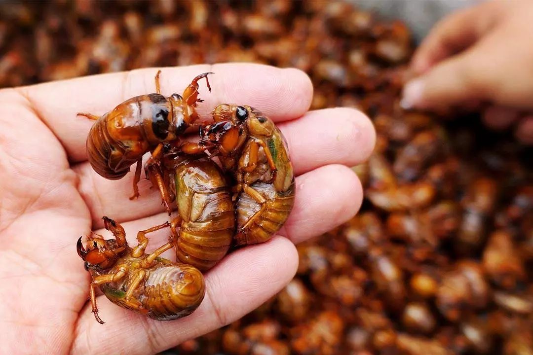 金蝉真的好吃吗?吃了对身体有无害处?为了家人的健康,不妨一看