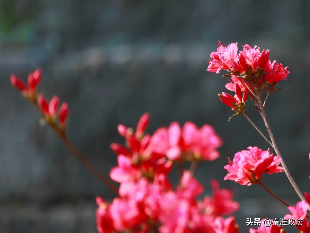 春风十里，秦淮等你 | 春意浓浓，门东又见映山红