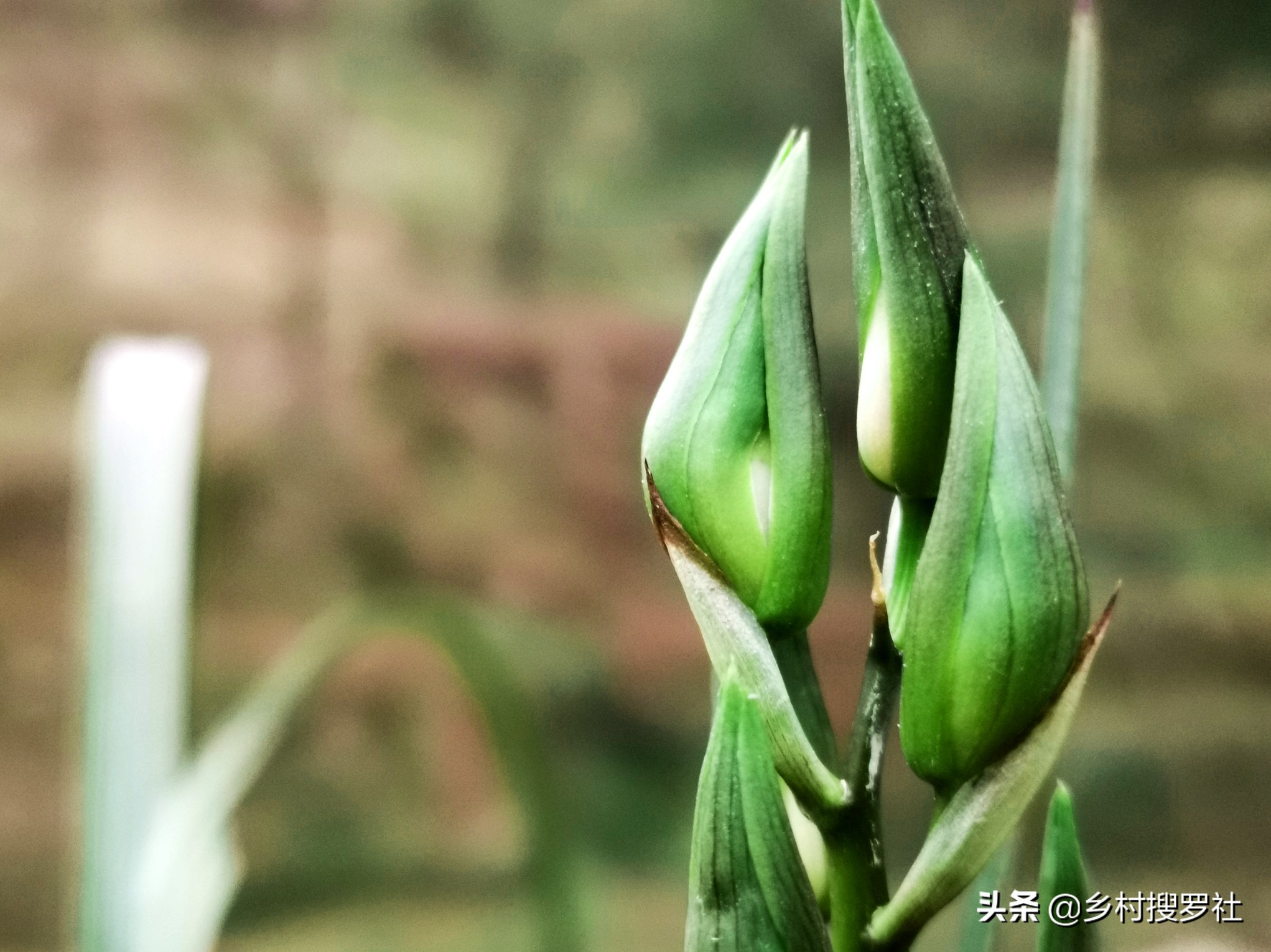 兰花催花技巧，除了露水和磷酸二氢钾，还有两种效果也很不错